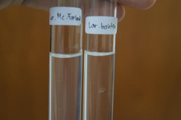 75 Lampiran 8. Pembuatan Larutan Bakteri Vibrio harveyi Kepadatan 10 7 CFU/ml 1.