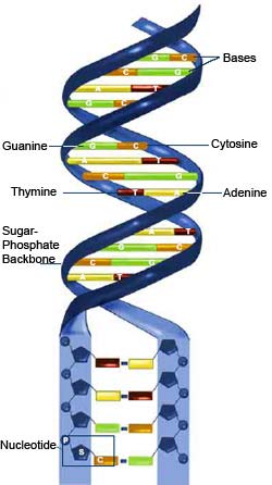 tymine yang disebut sebagai nucleotide [4]. Gambar 2.2 mengilustrasikan ATGC dan nucleotide : Gambar 2.2. Ilustrasi ATGC dan nucleotide [4] Setiap manusia terdiri dari 3 milyar pasangan basa nucleotide [6].