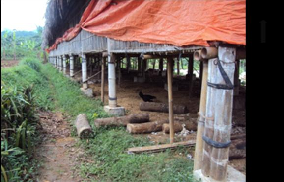 Bangunan kandang ayam broiler tersebut menggunakan bahan bambu sebagai bahan utamanya. Kandang ayam broiler milik Ikhtiar Farm adalah sistem kandang panggung (Gambar 8). Gambar 8.