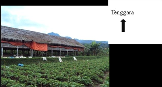 Gambar 9. Atap Kandang Ayam Broiler Berbahan Rumbia Milik Ikhtiar Farm di Desa Cikoneng Talang, Kecamatan Pamijahan, Kabupaten Bogor.