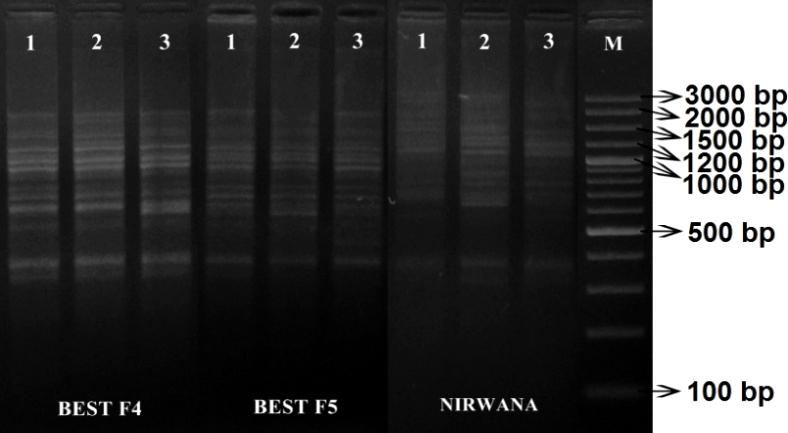 Pada populasi BEST F4 dan Nirwana II menghasilkan fragmen teramplifikasi lebih sedikit yaitu 8-11 dan 7-11 dengan panjang 160-1750 bp dan 225-1750 bp.