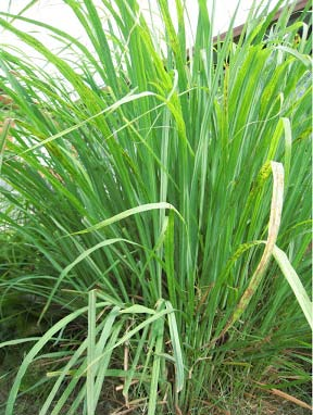 Serai (Andropogon nardus L.) Serai merupakan tanaman rumput-rumputan tegak, menahun dan mempunyai perakaran yang dalam dan kuat. Batang membentuk rumpun, pendek dan bulat.
