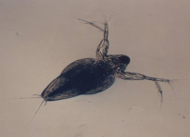 Gambar 1. Diaphanosoma sp. 3. Daur Hidup Populasi Diaphanosoma sp. seringkali hanya terdiri dari individu-individu betina saja.