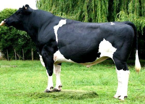 Gambar 1. Sapi Friesian Holstein Jantan Sumber : http://dompi.co.id Gen Growth Hormone (GH) Pertumbuhan merupakan salah satu sifat utama dan penting dari makhluk hidup.