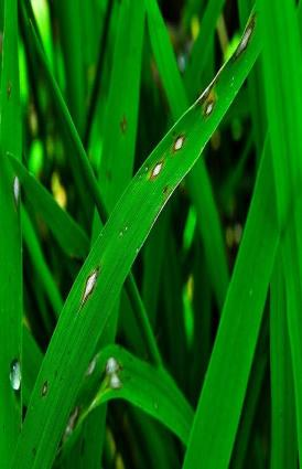Luka blas bisa terjadi pada semua bagian tanaman padi pada fase pertumbuhan yang berbeda.