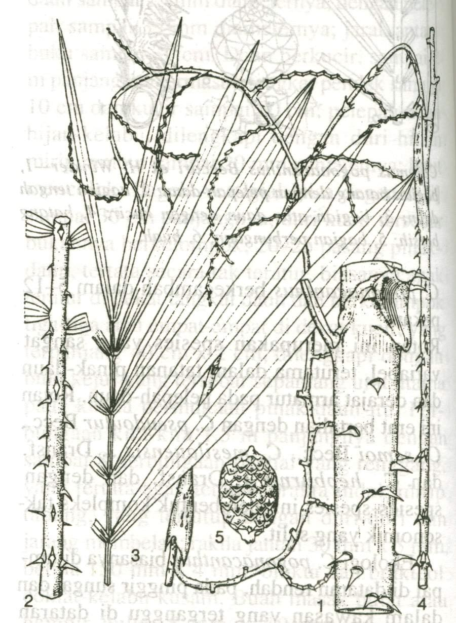 Specimen Calamus scipionum Loureiro Keterangan : 1. Bagian batang dengan pelepah-daun; 2. Bagian atas tangkai daun; 3.