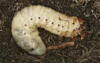 Larva yang baru menetas berwarnah putih dan setelah dewasa berwarnah putih kekuningan, warna bagian ekornya agak gelap dengan panjang 7-10 cm. Tubuh bagian belakang lebih besar dari bagian depan.