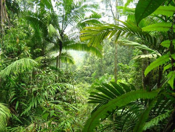 Pengambilan sampel semut dilakukan dengan menggunakan metode hand collecting (HC) pada kedua stasiun penelitian (pertanaman kakao dan pinggir hutan yang berbatasan dengan pertanaman kakao).