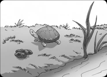 Kura-kura suka berenang di sungai.