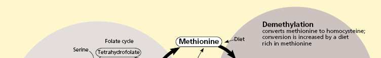 kofaktor dan metiltetrahidrofolat sebagai kosubstrat.