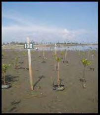 bekas tsunami, habitat lumpur bercampur pasir) Metode penanaman pada pulau-pulau kecil (aplikasi 3 jenis :
