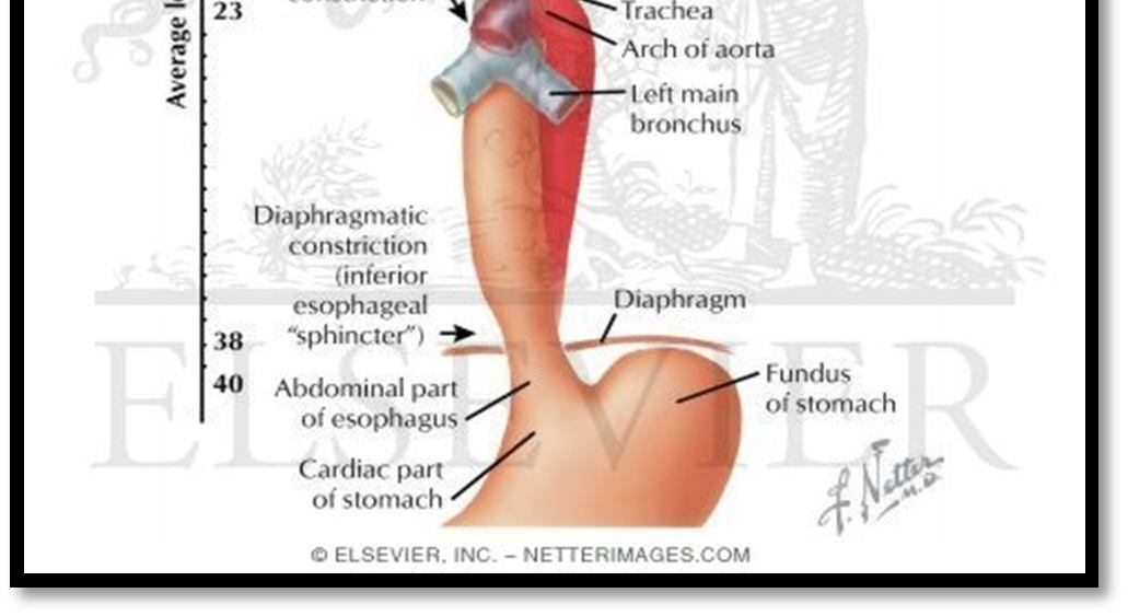 Pada bagian distal antara dinding posterior esofagus dan ventralcorpus vertebralis terdapat ductus thoracicus, vena azygos, arteri dan vena intercostalis (Chandramata, 2000). Bagian abdominal: 1.