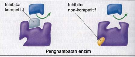 b. Inhibitor non kompetitif Inhibitor ini biasanya berupa senyawa kimia yang tidak mirip dengan substrat dan berikatan pada sisi