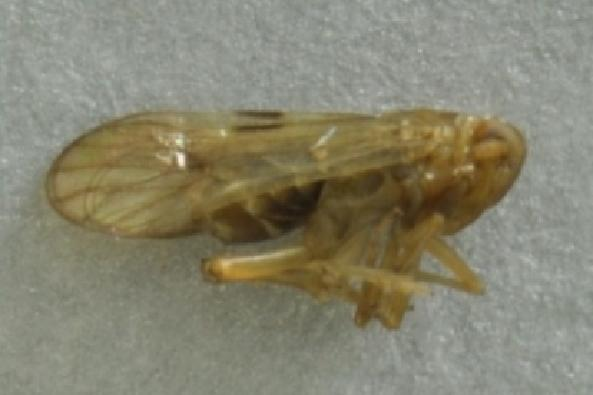 Eugenia Volume 19 No. 1 April 2013 pai ke bagian dasar sayap. Serangga ini ditemukan pada pengambilan sampel ke-3 dan ke-4.