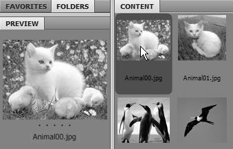 yang ada di dalam panel Content. Meskipun file foto ditampilkan pada jendela Adobe Photoshop, namun aplikasi Adobe Bridge masih tetap dalam keadaan maximize.