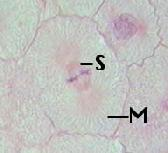 pertama mitosis METAFASE ANAFASE Spindle (S)