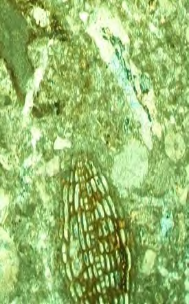 Dari hasil analisis litofasies yang telah dilakukan, ditemukan beberapa kenampakan sedimen yang merupakan penciri dari suatu endapan tidal yaitu: - Flaser, wavy, lenticular bedding (Reineck dan