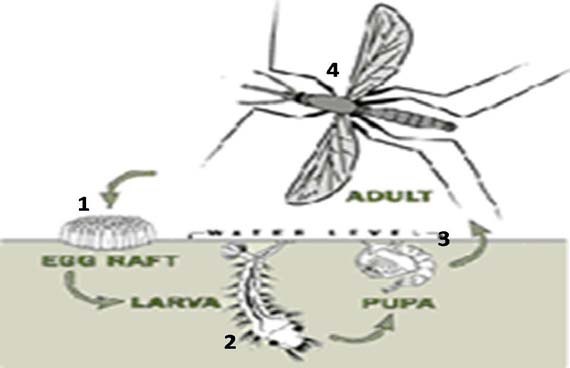 12 7. Siklus Hidup Nyamuk Culex Nyamuk adalah hewan yang bermetamorfosis sempurna.