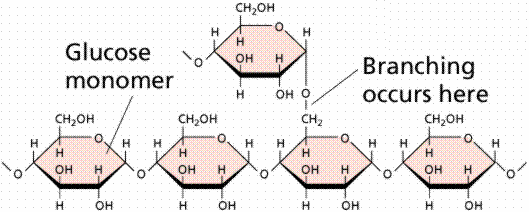 Ada beberapa tingkatan dalam reaksi diatas. Molekul-molekul pati mulamula pecah menjadi unit-unit rantaian glukosa yang lebih pendek yang disebut dekstrin.