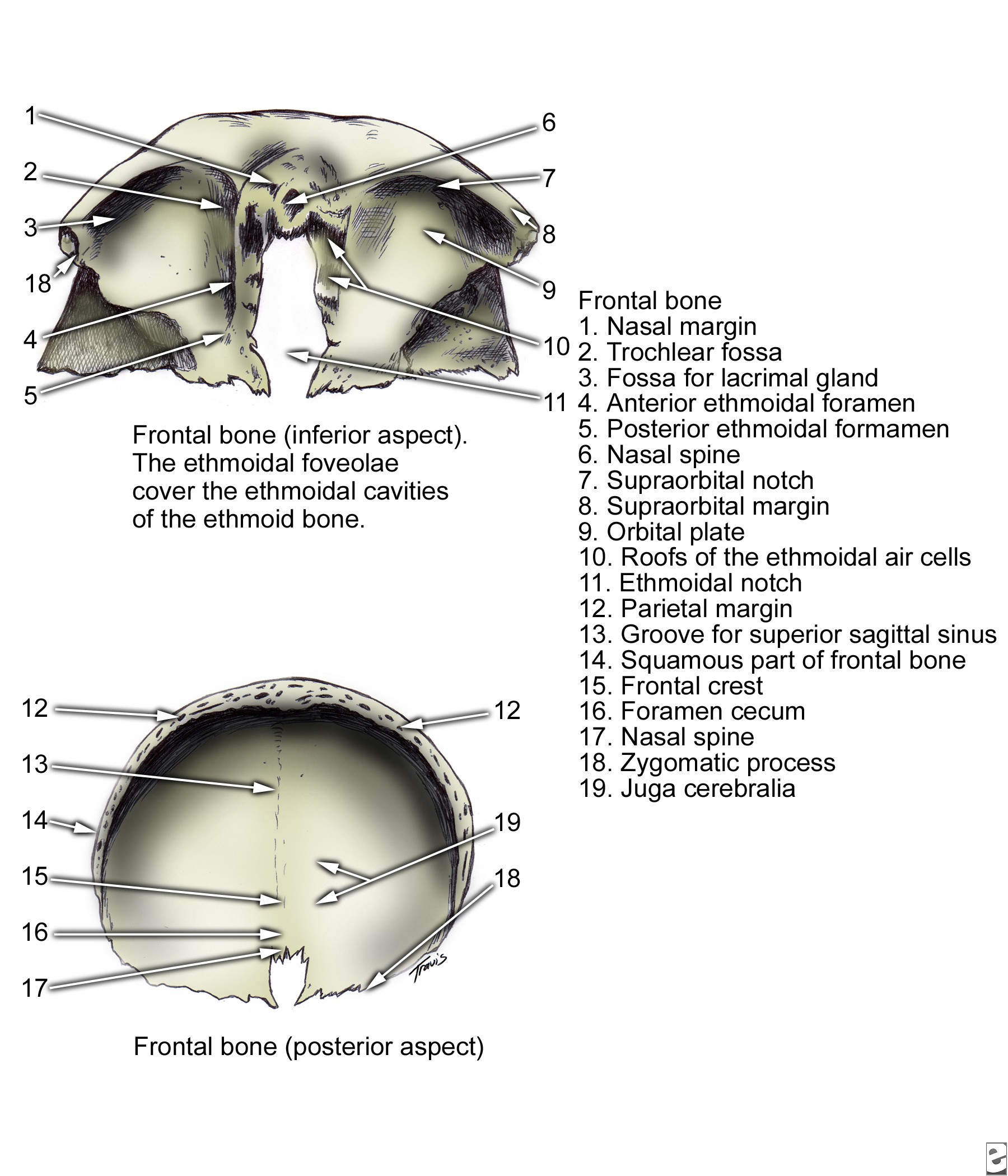 Otot masseter bertindak untuk menutup rahang bawah untuk pengunyahan dan berbicara. Di permukaan lateral, tulang zigomatic memiliki 3 prosesus.