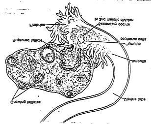 Gambar 6.5. Ovulasi Sel Telur (ovum) 6.3.5. Macam-macam tipe telur Sel telur mempunyai sistem sumbu atau polaritas. Polus animalis mengandung inti dan polus vegetativus mengandung vitellus.