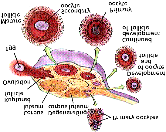 Gambar 6.3. Siklus Perkembangan Ovum pada Ovarium Sel telur vertebrata dalam ovarium mengalami perkembangan dari oogonium sampai oosit I. Tingkat pembelahan meiosis terjadi di luar ovarium.