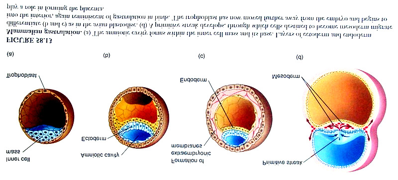 Gambar 8.4. Perkembangan Zygot Mammalia Menjelang Gastrulasi.