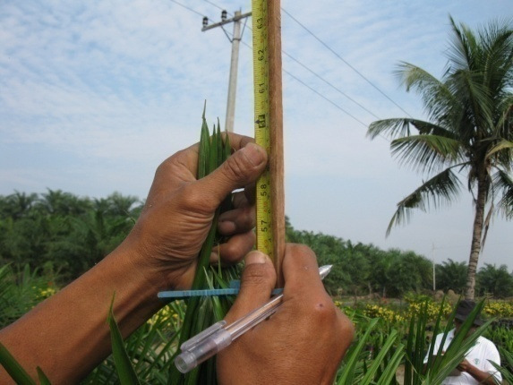 Pengukuran tinggi bibit dilakukan dengan mengukur dari pangkal akar hingga ujung daun termuda.