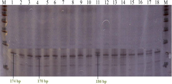 Rell et al. Jurnal Ilmu dan Kesehatan Hewan, Pebruari 2013 Gambar 1 Alel lokus D10S1432. Nomor menyatakan sampel (individu), huruf M menyatakan penanda (100 base pairs ladder).