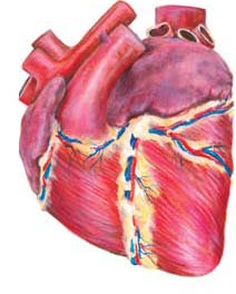 16 Ketebalan Otot Jantung (Miokardium) Jantung kuda merupakan terdiri dari dua atrium dan dua ventrikel. Ventrikel kiri berbentuk kerucut memiliki otot dinding jantung yang disebut miokardium.