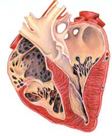 6 1 7 13 2 3 8 10 9 14 15 16 4 11 5 12 18 17 Gambar 4 Penampang struktur luar dan dalam jantung kuda. *1. Brachiocephalic trunk, 2. cranial vena cava, 3. pulmonary trunk, 4. right ventricle, 5.