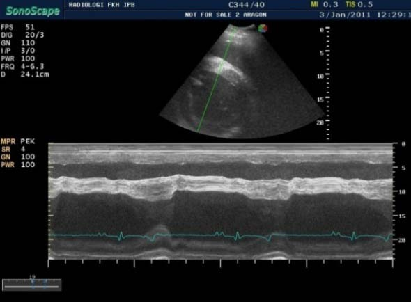 Gambaran EKG menunjukkan bahwa sampel KPI memiliki gelombang P, Q, R, S, T dengan irama/ritme defleksi, interval dan amplitudo yang sesuai dengan kisaran kuda THB (Tabel 3).