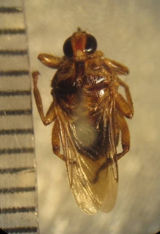 equina terdiri dari kepala, toraks, sayap, kaki, dan abdomen. Ukuran tubuh lalat ini yaitu 10 ± 0.4 mm, bentuknya pipih dorsoventral, dan berwarna kuning sampai coklat kehitaman.
