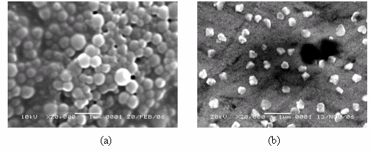 Nanny Kartini Oekar Gambar 1. Partikel HSA-nanosfer sebelum (a) dan sesudah (b) disaring.