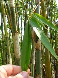 Ciri-ciri bambu dan manfaatnya Bambu tali adalah jenis bambu yang paling banyak dijumpai di Kab. Tasikmalaya, dan penyebarannya merata.