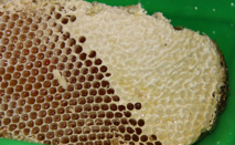Aplikasi Pemanenan pada musim penghujan, dari ujicoba tersebut menunjukkan bahwa semakin tua umur sarang maka persentase sarang madu tertutup akan lebih besar.