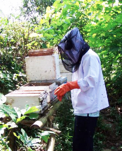 Informasi tersebut akan menentukan jenis lebah yang dapat diusahakan dan pola budidaya yang akan diterapkan dan menjadi salah satu tantangan tersendiri dalam