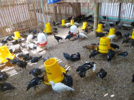 36 Gambar 10. Ternak ayam di Desa Kacangan dan bebek oleh Kelompok Peternak ayam Kacangan (KPK).
