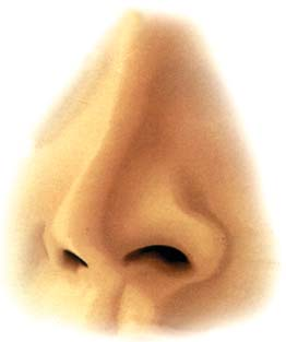 Sumber: Kamus Visual, 2004. Gambar 1.17 Hidung memiliki dua lubang sebagai tempat keluar dan masuknya udara pernapasan.