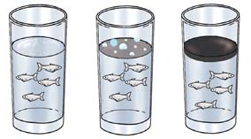 A B C 4. Masukkan ke dalam setiap gelas sebanyak 4 ekor ikan seribu. A B C 5. Amatilah perubahan yang terjadi pada ikan dalam rentang waktu tertentu dan catatlah pada tabel berikut.