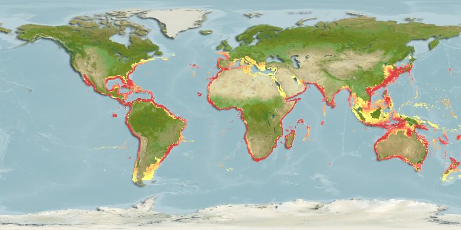7 U LEGENDA Daerah penyebaran Lokasi pendaratan (intensitas rendah) Lokasi pendaratan (intensitas tinggi) Gambar 3. Peta sebaran ikan layur (T.lepturus) di dunia (Sumber : www.zipcodezoo.