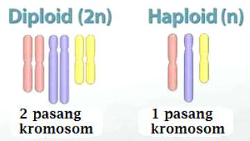 Pendahuluan Tanaman haploid ialah tanaman yang mengandung jumlah kromosom yang sama dengan kromosom gametnya atau tanaman dengan jumlah kromosom setengah jumlah kromosom somatiknya Tanaman haploid