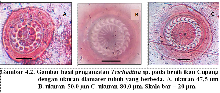 Hasil pengamatan karakteristik morfometrik Trichodina sp. pada benih ikan Cupang menunjukkan bahwa Trichodina sp.