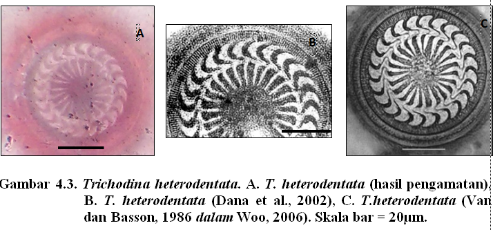 sp. yaitu Trichodina heterodentata, Trichodina nigra dan Trichodina pediculus. Karakteristik morfometrik T. heterodentata pada benih ikan Cupang dapat dilihat pada Gambar 3.