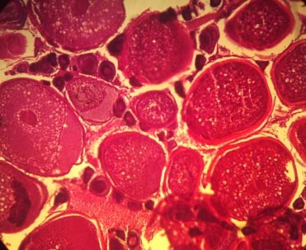 Begitu memasuki fase pertumbuhan awal (previtellogenesis), menyebabkan material di sitoplasma muncul dan membentuk lapisan folikel yang terdiri