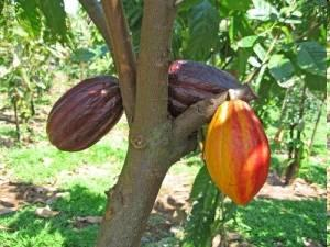 Kakao (Theobroma cacao,l)