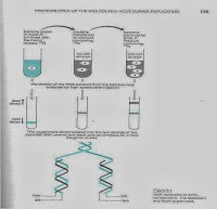 terdiri atas untai tunggal DNA yang mengandung 15 N dan untai-tunggal DNA yang mengandung 14 N. Berdasarkan atas eksperimen dapat disimpulkan bahwa replikasi DNA berlangsung secara semikonservatif.