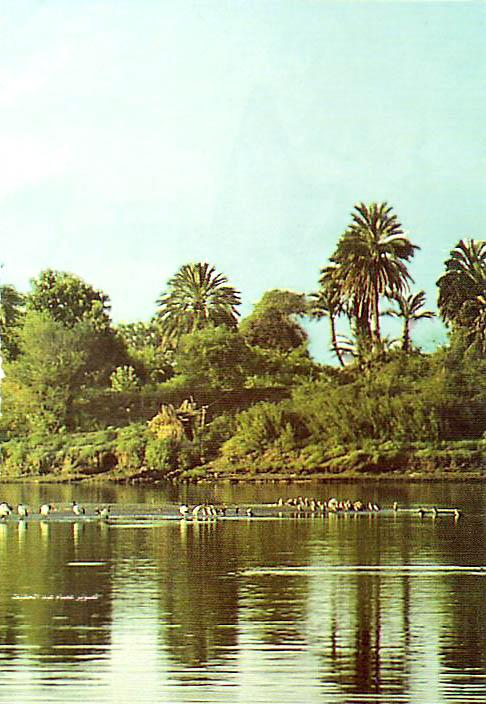 Sungai Nil yg subur dgn Kurma,