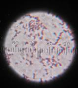 54 4.5 Identifikasi Isolat Bakteri Terpilih Untuk Tiap Logam Pb, Zn, Dan Hg 4.5.1 Pewarnaan Gram Pewarnaan