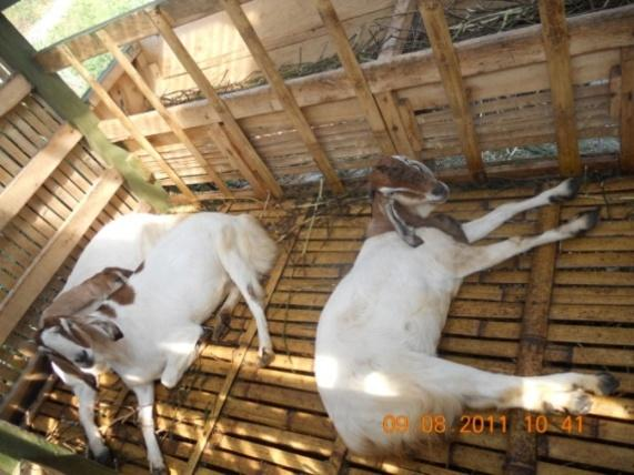 Gambar 4 menunjukkan jenis kambing yang dipelihara yaitu kambing Peranakan Etawah (PE). Gambar 4. Kambing PE di Kecamatan Cimalaka Limbah dari peternakan kambing salah satunya adalah kotoran (feses).